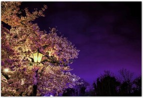 Poszterek 200x135 Éjszakai motívum a nappaliba