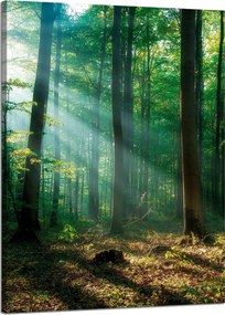 Vászonkép Erdő Fák Nap sugarai 50x70 cm