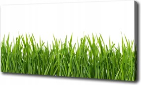 Fotótapéta nappaliba Fű 120x60 cm