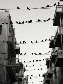 Poszter 15x20cm Városi motívum madarakkal