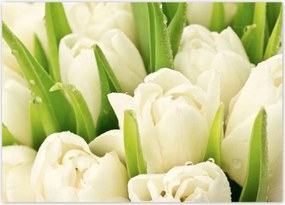 Poszterek 70x50 Finom tulipĂĄnok