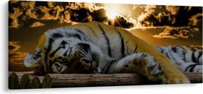 Alvó tigris képe (120x50 cm)