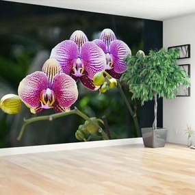 Fotótapéta lila orchidea 104x70 cm
