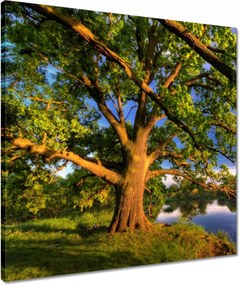 Vászonkép 50x50 Tölgy a croissant-ban Nyugat