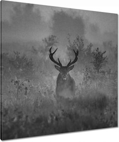 Vászonkép 80x80 Szarvas a ködben
