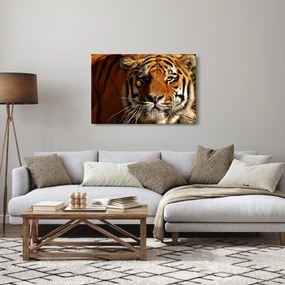 Tigris képe (90x60 cm)