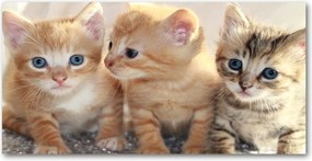 Fotó-kép edzett üveg Kis macskák 140x70