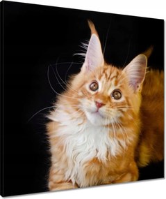 Vászonkép 60x60 Bolyhos vörös cica