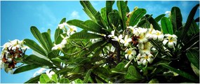 Kép - Plumeria (120x50 cm)