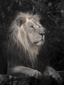 Poszter 30x40cm Oroszlán, Assaf Frank