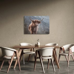 Üveg kép - Highlander tehén (70x50 cm)