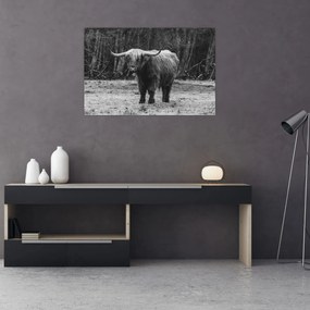 Kép - Skót tehén (90x60 cm)