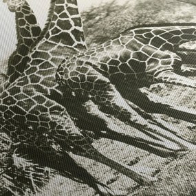 Kép - Zsiráfok, vintage (120x50 cm)