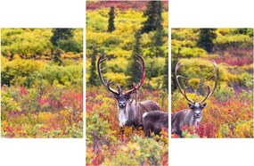 Kép - Caribou, Alaszka (90x60 cm)