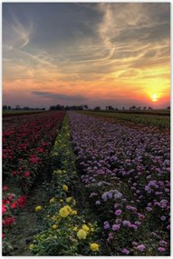 Poszterek 80x120 Nyugat a virágmezőn