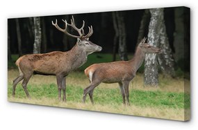 Canvas képek szarvas erdei 140x70 cm