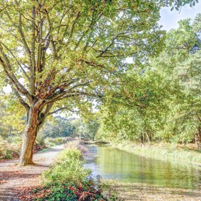 Poszter 70x70cm Ösvény a csatorna felett az erdőben, Assaf Frank