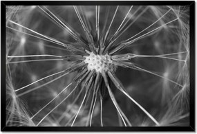 Poszterek keretben 60x40 Pitypang Virág Virágok