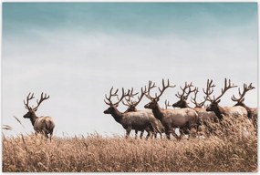 Poszterek 120x80 Szarvasok hörcsöge