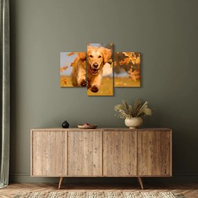 Kép - Golden Retriever (90x60 cm)