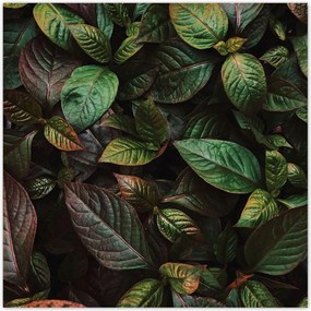 Poszterek 140x140 Trópusi levelek Levelek