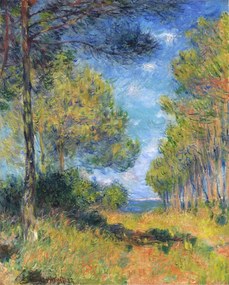 Reprodukció Allée de sapins à Varengeville, Claude Monet