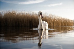Hattyú képe (90x60 cm)