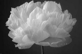 Poszter 91,5x60cm Bazsarózsa virág 2, Assaf Frank