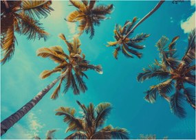 Üveg kép - Magas pálmafák (70x50 cm)