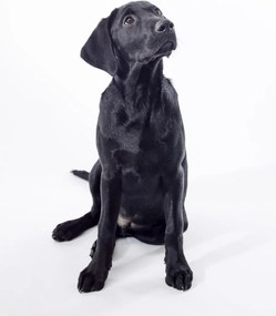 Poszter 60x80cm Fekete labrador, fehér alapon, Assaf Frank