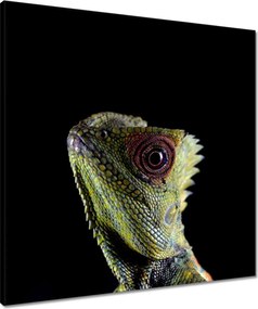 Vászonkép 60x60 Zöld gyík erdő