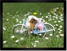 Poszterek keretben 40x30 Tengerimalac a réten