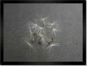 Poszterek keretben 40x30 Pitypang Virág Virágok