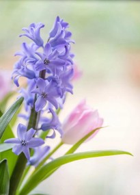 Poszter 39,5x55cm Jácint és tulipánok közelkép, Assaf Frank