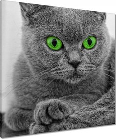 Vászonkép 60x60 Macska zöld szemekkel