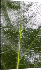 Botanika Vászonkép Zöld levél 70x120 cm