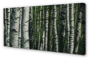 Canvas képek nyírfa erdő 125x50 cm