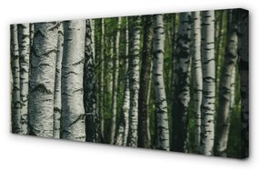 Canvas képek nyírfa erdő 140x70 cm