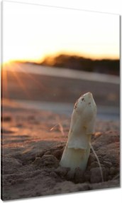 Vászonkép 70x100 Spárga növekedés