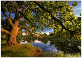 Poszterek A3 Szint Tölgy a croissant-ban