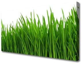 Vászonkép Grass Nature Plant 100x50 cm