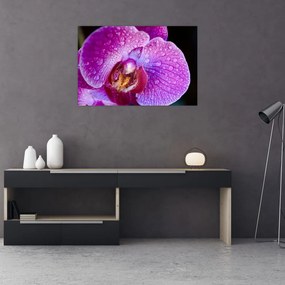 Részletes kép az orchidea virágról (90x60 cm)