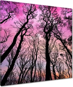 Vászonkép 90x90 Erdő Fák Kilátás alulról