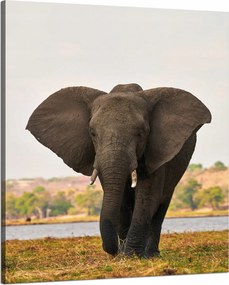 Vászonkép Nagy Szürke Elefánt a szavannán 80x100 cm Ideális ajándék