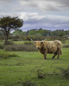 Poszter 40x50cm Tehén a faluban 3, Assaf Frank