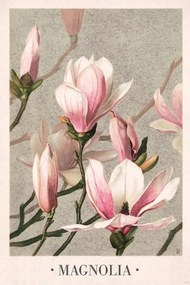 Plakát L. Prang & Co - Magnolia 1886, (61 x 91.5 cm)