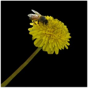 Poszterek 30x30 Méhecske a pitypangon