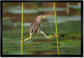 Poszterek keretben 60x40 Kalapos madár Tájkép Kilátás