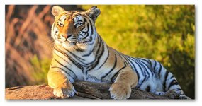 Akrilkép Portré egy tigris oah-65114965