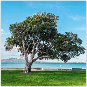 Fotótapéta flizelina 312x312 Magányos fa